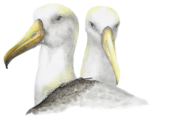 Albatross - Judy Imeson (2023)