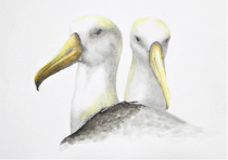 Albatross - Judy (Imeson) Horan - 2022