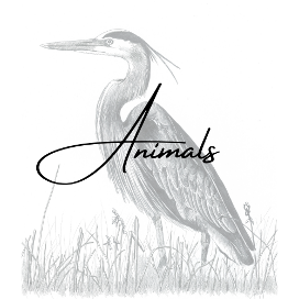 Animals - Judy (Imeson) Horan