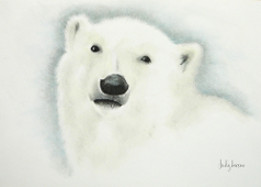 Polar Bear - Judy Imeson