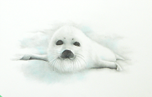 Baby Harp Seal - Judy (Imeson) Horan - 2022