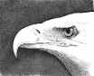Bald Eagle II - Testimonials - Judy Horan