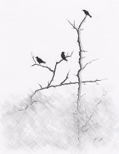 Judy (Imeson) Horan - Birds in the Fog