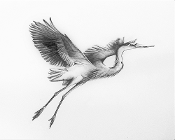 Judy (Imeson) Horan - Blue Heron in Flight