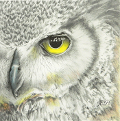 Great Horned Owl - Judy Horan