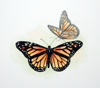 Monarch Butterflies - Judy (Imeson) Horan 2022