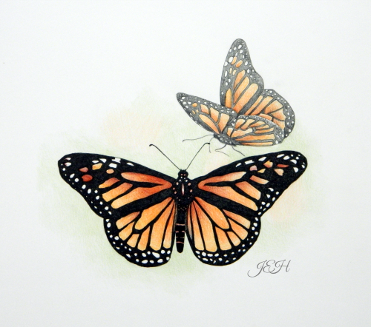 Monarch Butterfly print - Judy (Imeson) Horan 2022