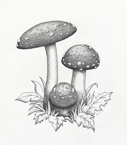 Judy (Imeson) Horan - Mushrooms