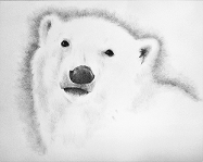 Judy (Imeson) Horan - Polar Bear