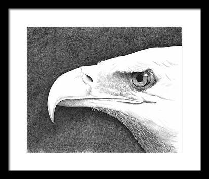 Bald Eagle II - by Judy (Imeson) Horan - ink on vellum