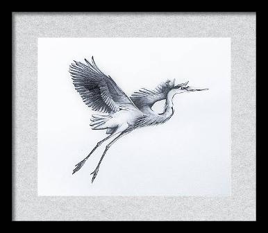 Blue Heron in Flight - by Judy (Imeson) Horan - ink on vellum